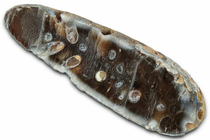 Cut & Polished Fossil Cycadophyte Cone (Half) #346861